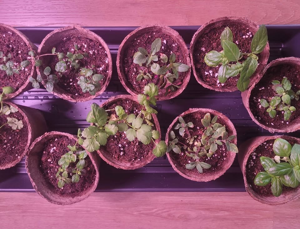 live herbs